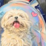 俳優ク・ソンファンの愛犬“コップニ”の最後の姿を収めた『シングル男のハッピーライフ』、金曜日全番組中視聴率1位…共に懐かしむ