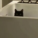 「BTS」SUGA、愛猫の写真で旧正月のあいさつ…「あけましておめでとう」