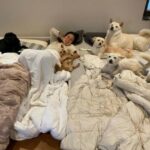 歌手イ・ヒョリ、愛犬との日常を共有しただけなのに…思わぬ“炎上”