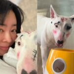 「イカれてる」…愛犬の顔に落書き疑惑を持たれた歌手、“動物虐待”と大炎上