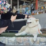 ジェジュン、わんこに対する愛情爆発…「何をしても笑ってくれるワンちゃんたち、かわいい」