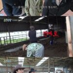 「コンコンファムファム」イ・グァンス、牛舎の牛のふん掃除に疲れる…「これじゃ『トントンファムファム』じゃないか」