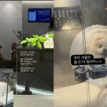 パク・ソングァン＆イ・ソリ夫婦、「離婚説？」実は一緒に愛犬に付き添っていた…「もう少しだけ頑張ろう」
