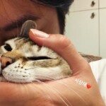 チャン・グンソク、愛猫への固い愛情…愛してる